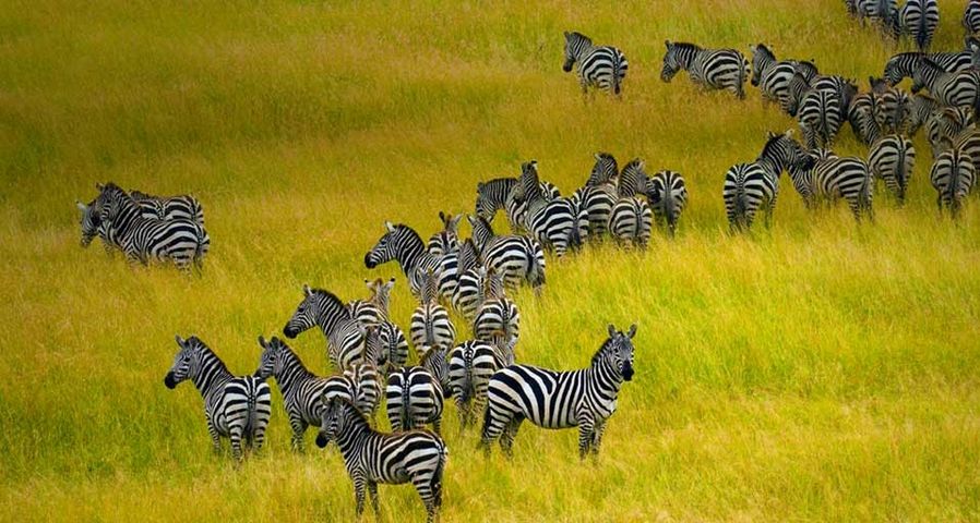 Eine Herde Zebras grast im Masai Mara Reservat in Kenia – Blaine Harrington III/Corbis ©