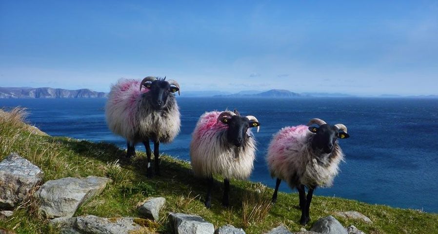 Schafe auf Achill Island, Grafschaft Mayo, Irland