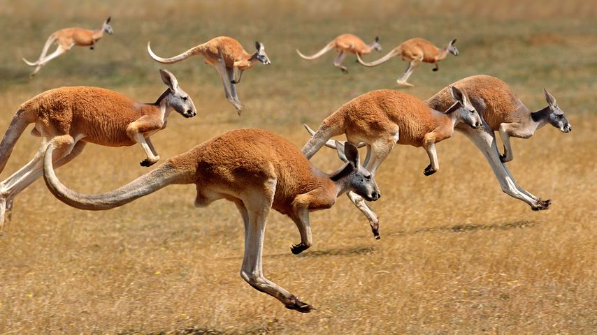 Rote Riesenkängurus im australischen Outback