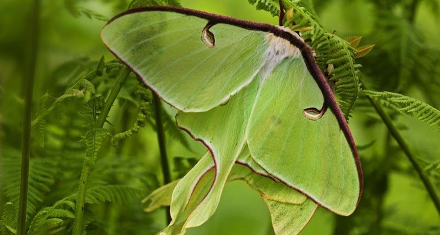 Actias Luna, ein Schmetterling, zwischen Farnen, die nach Heu riechen, Lively, Ontario, Kanada