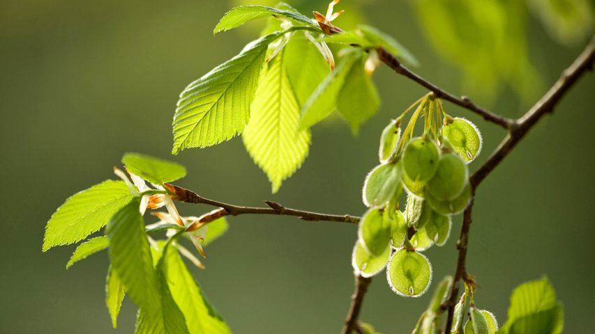 Zweige und Früchte der Flatterulme (Ulmus laevis). Zum Tag des Baumes