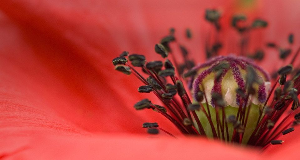红色罂粟花特写
