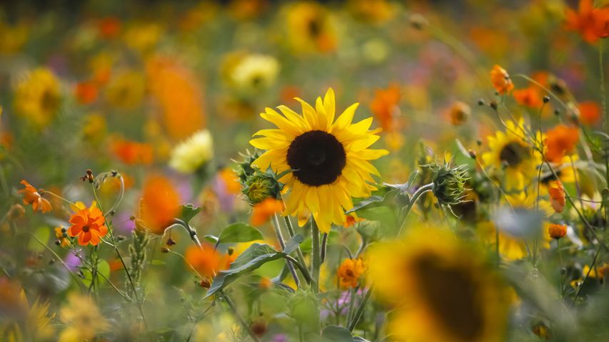 Sommerwiese mit Sonnenblumen, Deutschland
