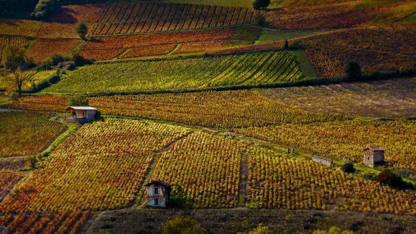 Weinberge bei Beaujeu, Département Rhône, Region Auvergne-Rhône-Alpes, Frankreich 