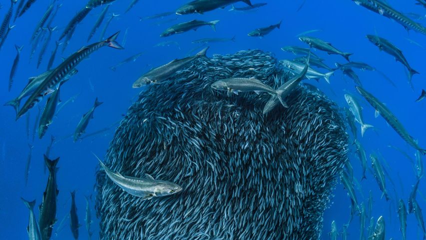 Europäische Barrakudas und Blaufische umkreisen einen Schwarm Bastardmakrelen vor der Küste der Formigas, Azoren 
