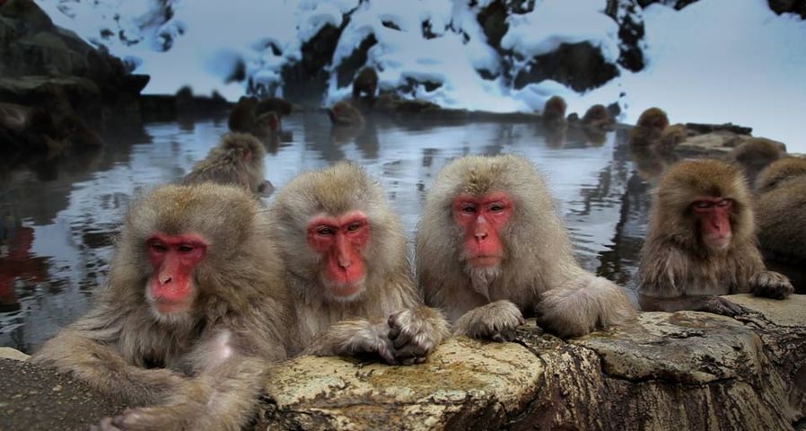 Japanmakaken baden in einer heißen Quelle im Affenpark Jigokudani, Japan