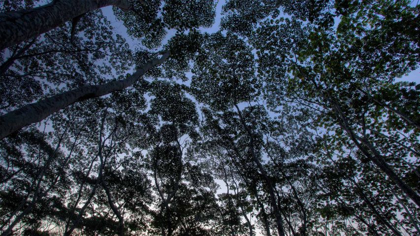 Baumkronenschluss im Tambopata-Candamo-Schutzgebiet, peruanischer Amazonas-Regenwald