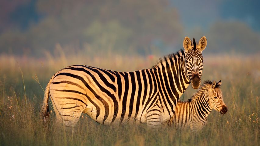 Burchell-Zebra Mutter und Fohlen, Rietvlei Nature Reserve, Südafrika