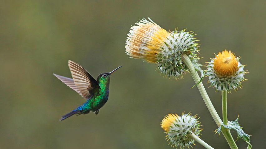 Grünstirn-Brillantkolibri mit Riesendistel, Cerro de la Muerte, Costa Rica
