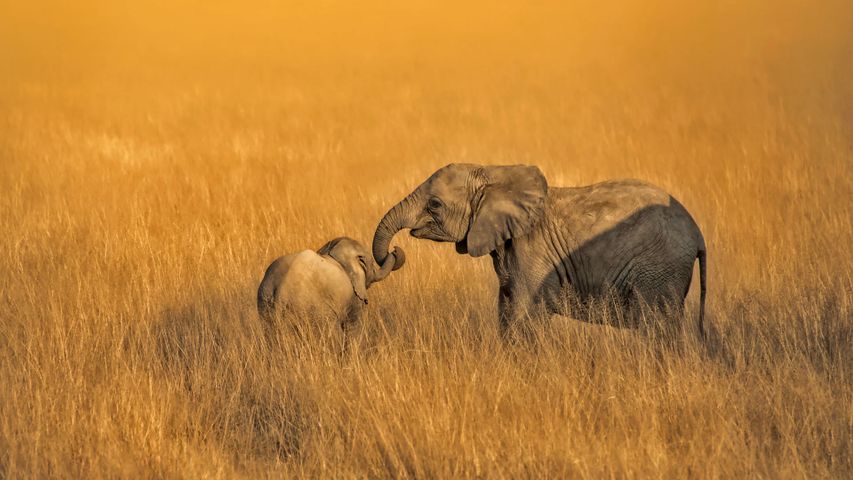 Junge Elefanten im Amboseli-Nationalpark, Kenia 