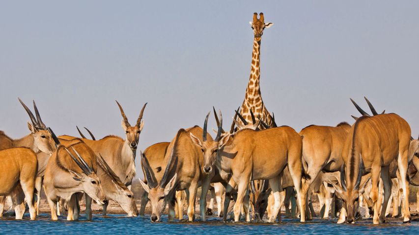 Elenantilopen und Giraffe im Etosha-Nationalpark, Namibia 