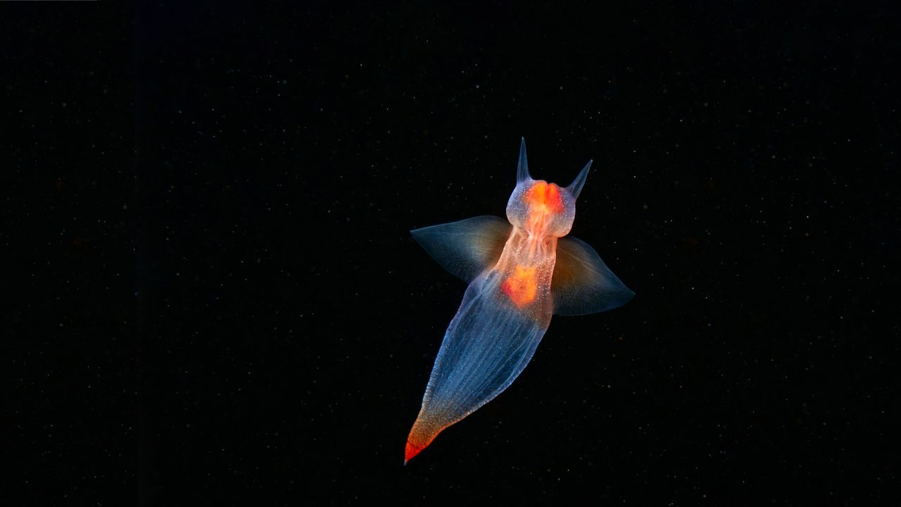海洋天使