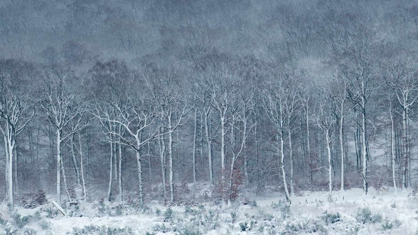 Rotbuchenwald im Winter, Ardennen, Belgien