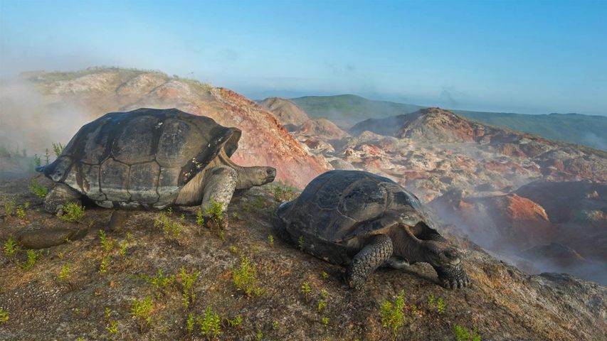 Galapagos-Riesenschildkröten auf dem Vulkan Alcedo, Galapagosinseln
