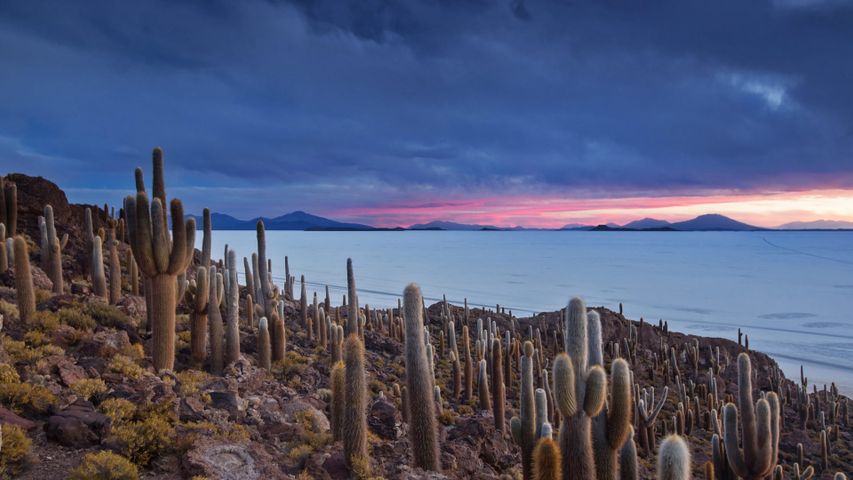 Die Isla del Pescado im Salar de Uyuni, Bolivien 