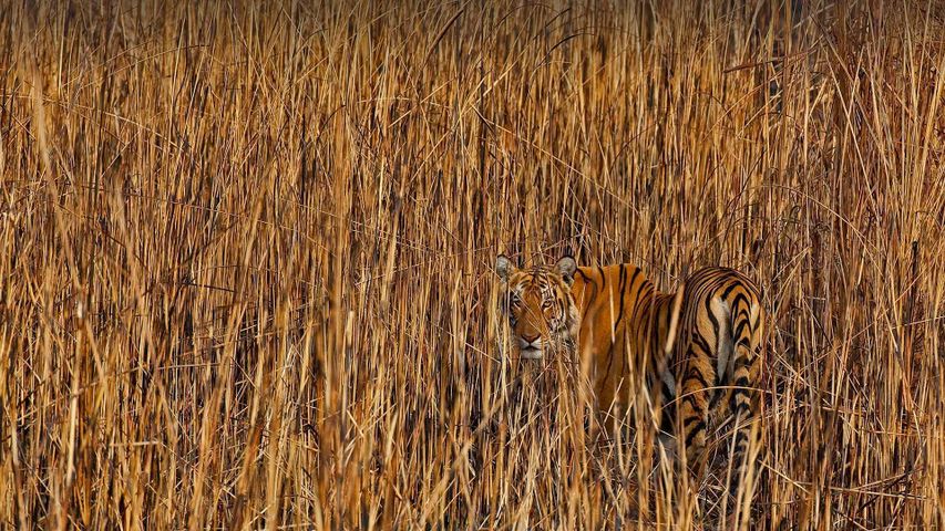 Ein gut getarnter Tiger in hohem Gras, Assam, Indien