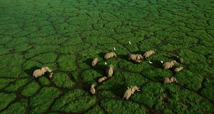 Elefantenpfade teilen das Gras im Amboseli-Nationalpark, Kenia