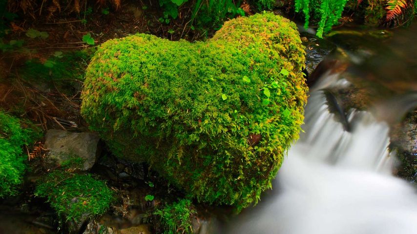 Hoh Rainforest, Olympic-Nationalpark, Washington, USA
