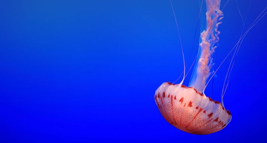 Feuerqualle im Monterey Bay Aquarium, Kalifornien – Ben Vincent/Tassography.com ©