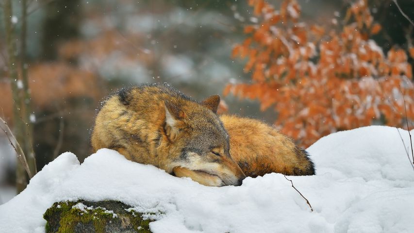 Schlafender Wolf im Nationalpark Bayerischer Wald
