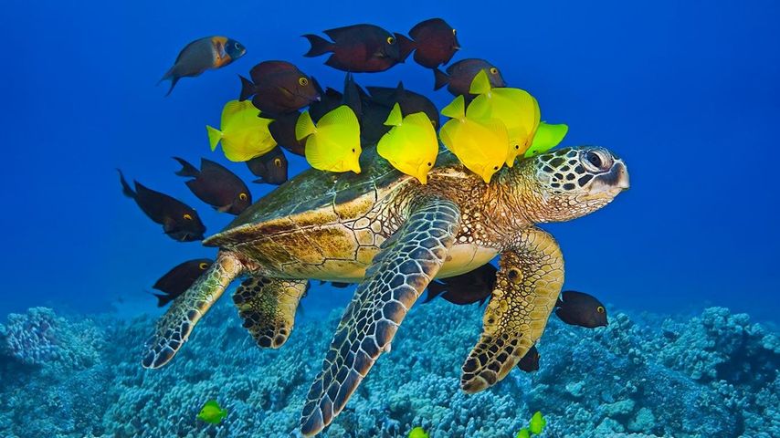 Eine Suppenschildkröte, die von Riff-Fischen „gesäubert“ wird, bei der Küste vor Kona, Big Island, Hawaii