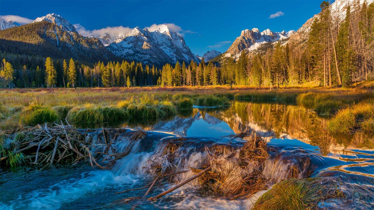 Biberdamm im Sawtooth National Forest, Idaho, USA