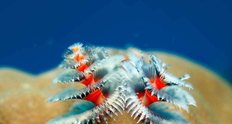 Weihnachtsbaumwürmer wachsen auf einer Koralle