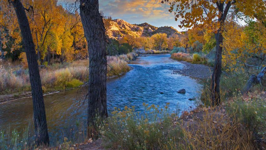 Herbstliche Idylle am Rio Grande, New Mexico, USA 