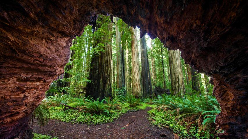 Küstenmammutbäume im Jedediah Smith Redwoods State Park, Kalifornien, USA 