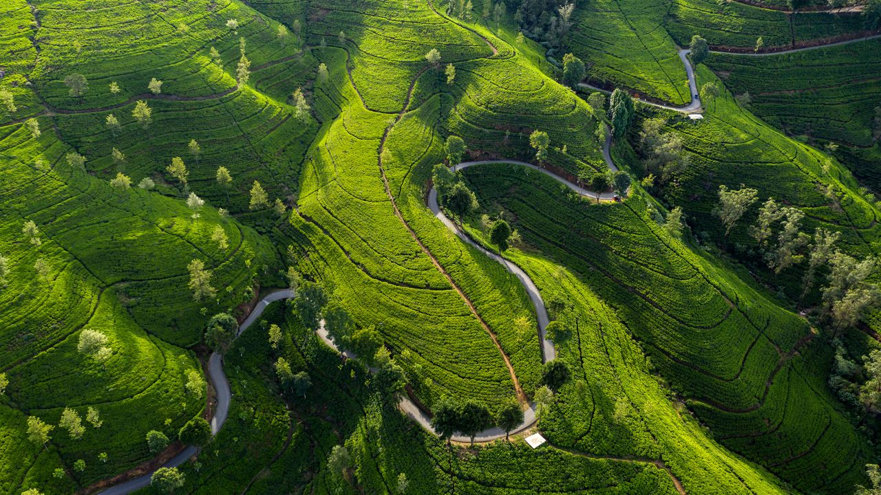 爱丁堡茶园, 努沃勒埃利耶, 斯里兰卡