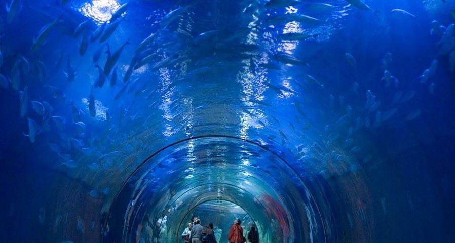 Aquarium im L’Oceanogràfic, Valencia, Spanien