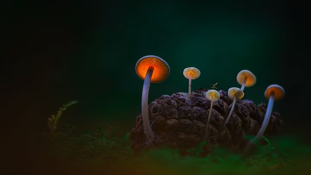 黑暗沙丘中的蘑菇，登海尔德近郊，荷兰 