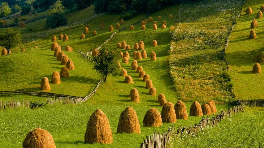 Weidelandschaft nahe des Klosters Humor, Gura Humorului, Bukowina, Rumänien