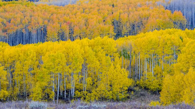 瓜兹曼山口附近的秋日山杨林，犹他州，美国