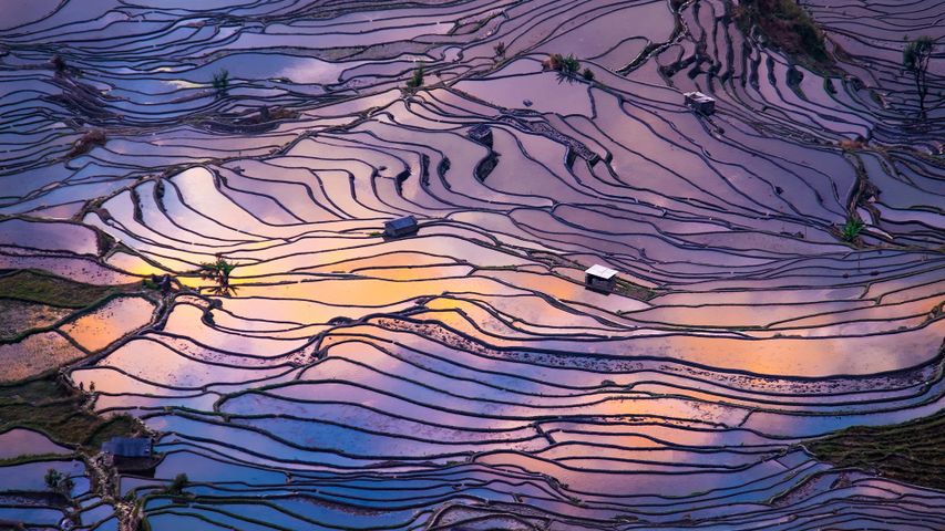 Luftaufnahme von terrassierten Reisfeldern, Yuanyang, China