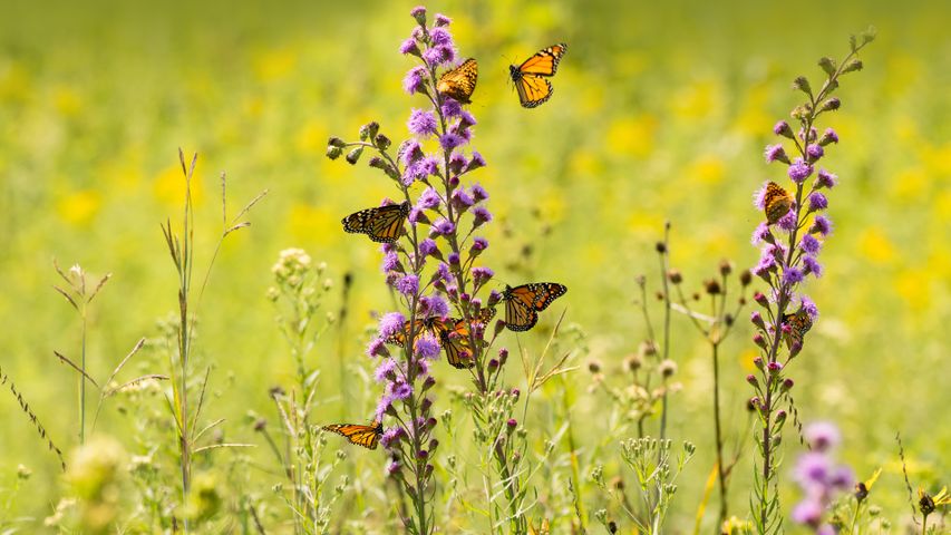 Monarchfalter bei der Nahrungssuche an Blaustern-Wildblumen