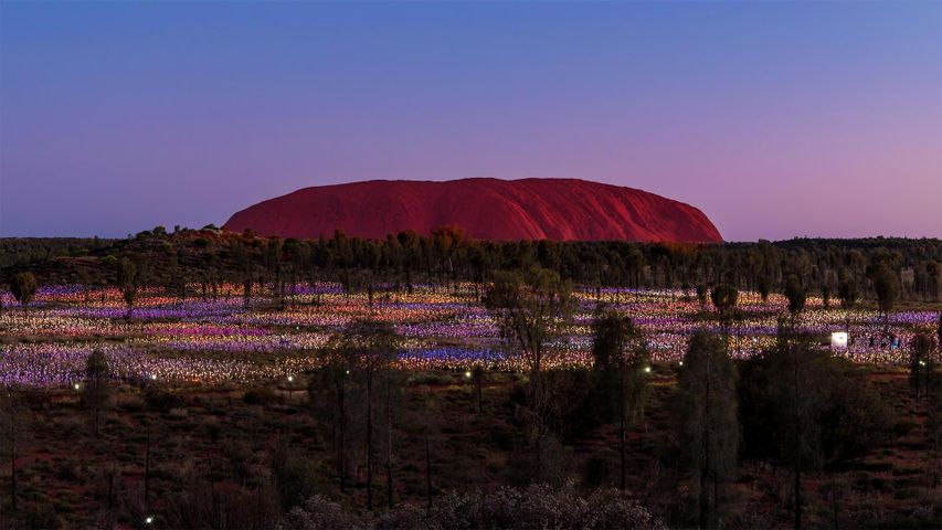 Lichtinstallation „Field of Light“ des Künstlers Bruce Munro am Fuße des Uluru, Australien