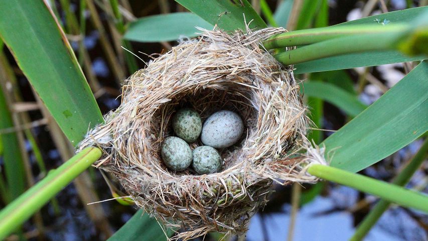Kuckucksei im Nest eines Teichrohrsängers, Deutschland
