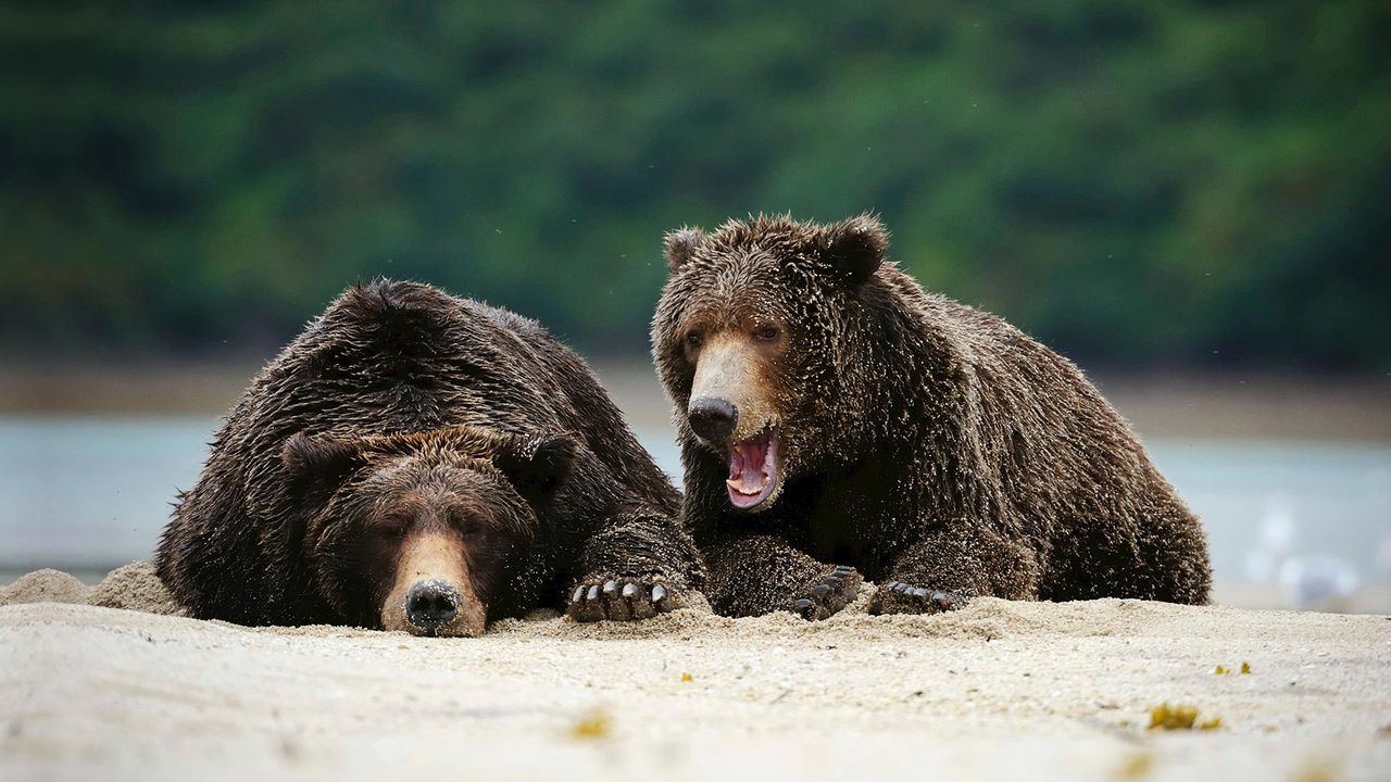 Braunbären im Katmai-Nationalpark, Alaska, USA