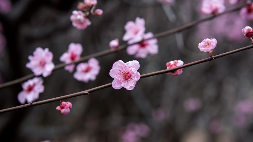 Pflaumenblüten, China