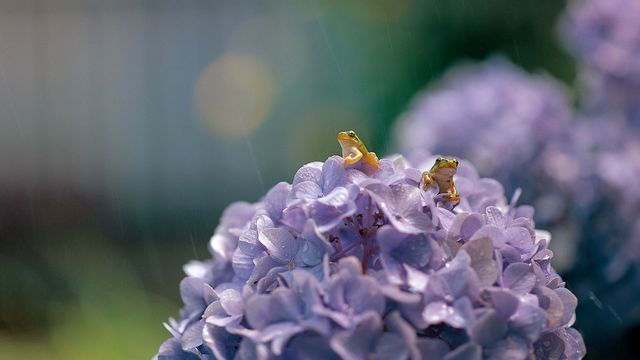 大叶绣球花上的一对日本树蛙，日本滋贺