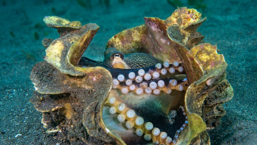 Oktopus in einer Riesenmuschelschale, Celébessee, Indonesien