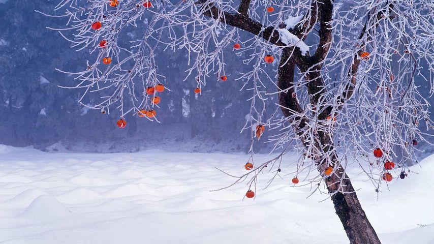 Japanischer Kakibaum im Winter, Präfektur Fukushima, Japan 