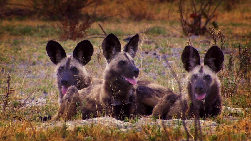 Afrikanische Wildhunde in Botswana