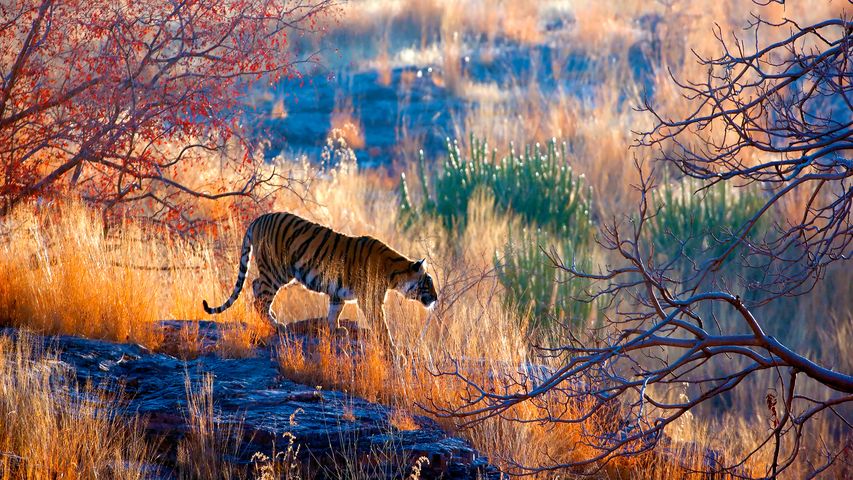 Königstiger im Ranthambore-Nationalpark, Rajasthan, Indien