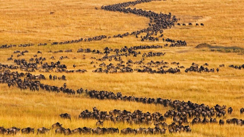 Streifengnu-Herden auf ihrer jährlichen Wanderung in der Masai Mara, Kenia