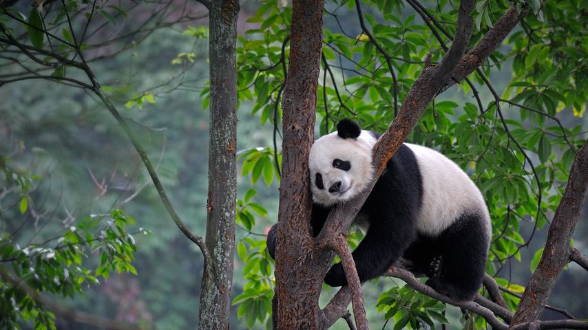 Großer Panda, Bifengxia-Zuchtstation, Ya’an, Provinz Sichuan, Volksrepublik China