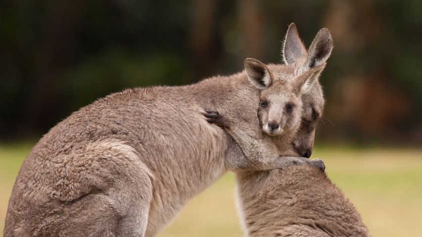 Eine Känguru-Mutter umarmt ihr Junges. Zum Weltknuddeltag
