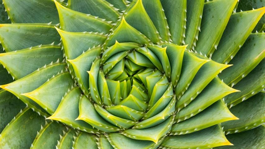 Spiralförmige Aloe, Kangaroo Island, Australien