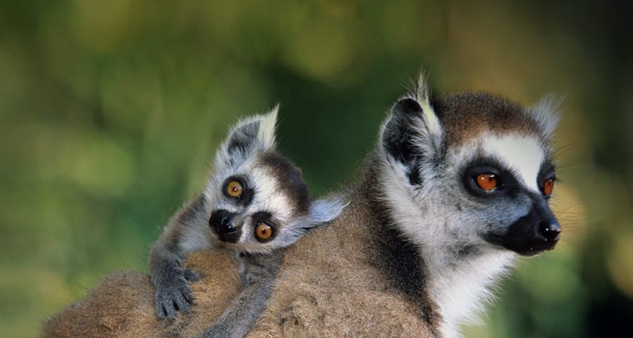 Ein Katta – Unterart der Lemuren – trägt sein Junges auf dem Rücken